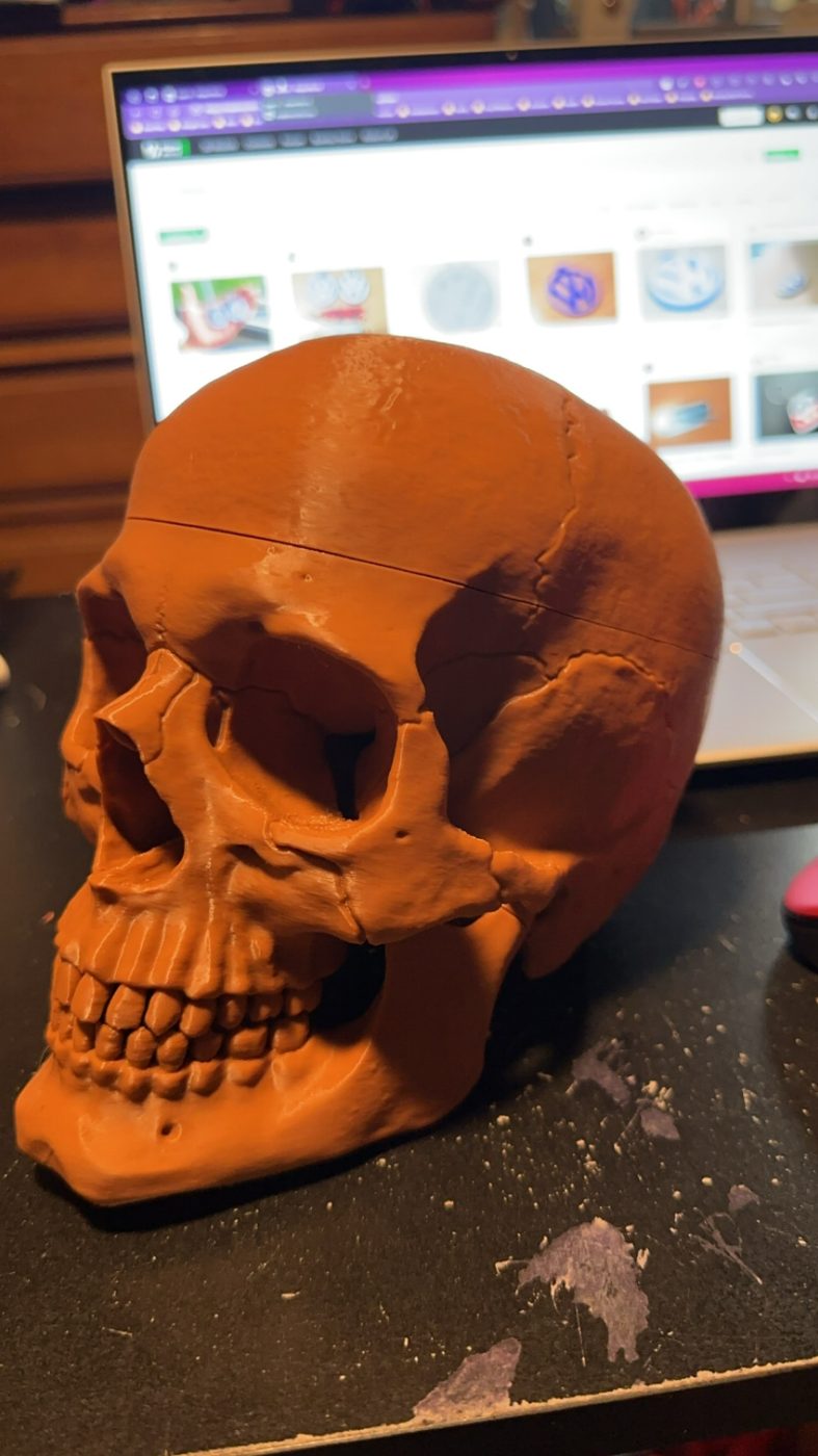 Anatomically Correct Human Skull by 3Demon