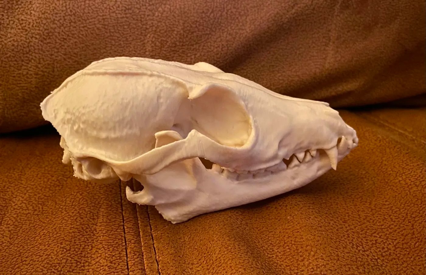 Fox skull